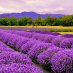 Du lịch Hokkaido: Nơi có mùa Hè đẹp nhất nước Nhật