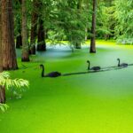 Hồ Matcha Thanh Sơn: 